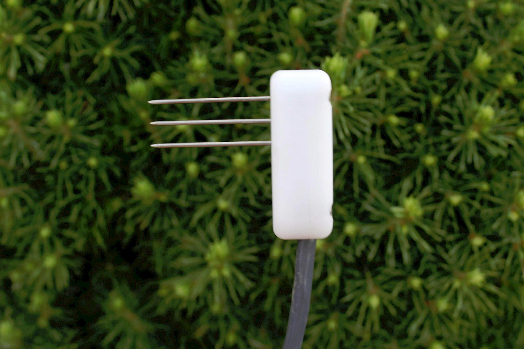 莖流傳感器 莖流傳感器