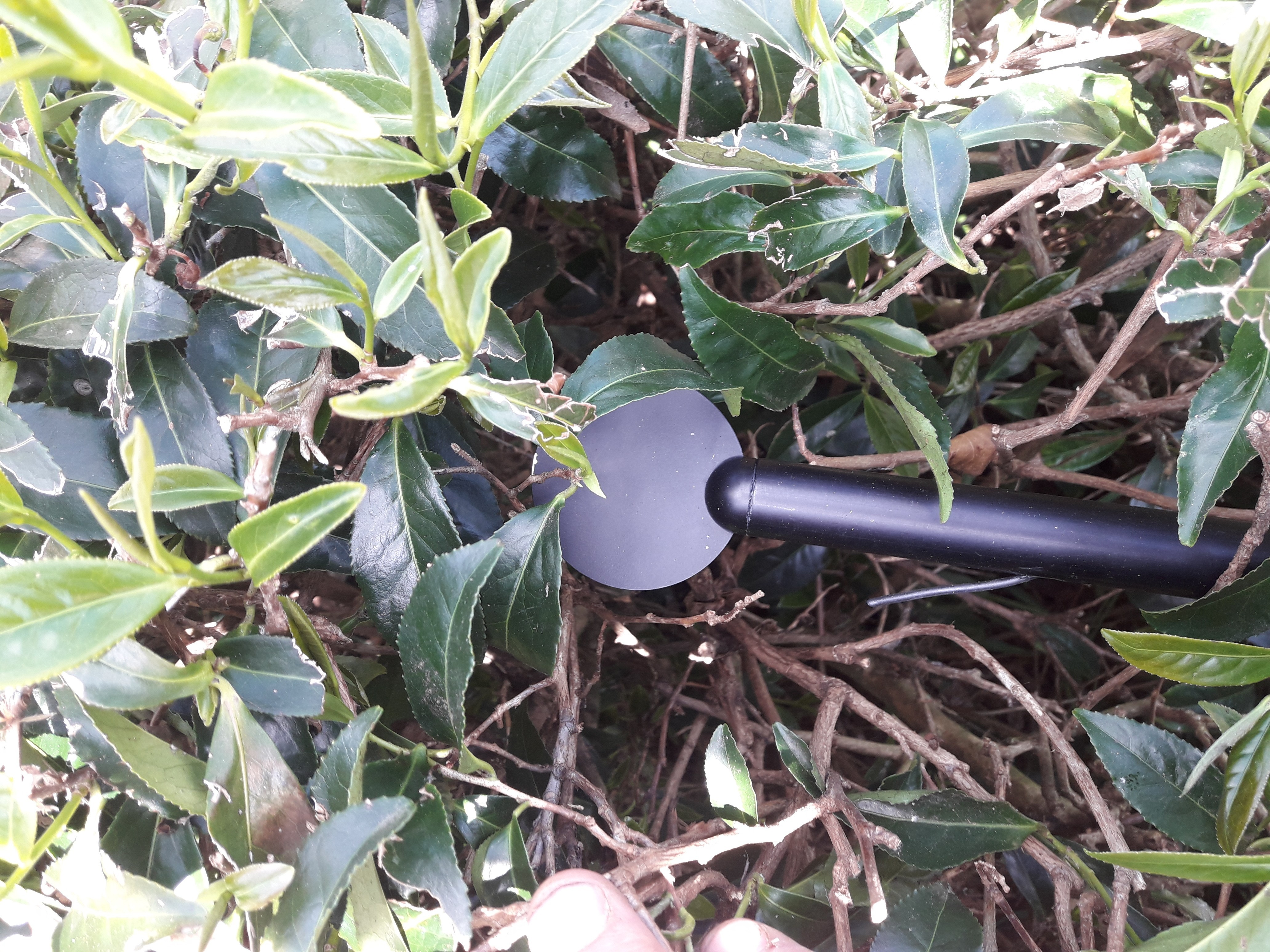 輻射霜凍傳感器